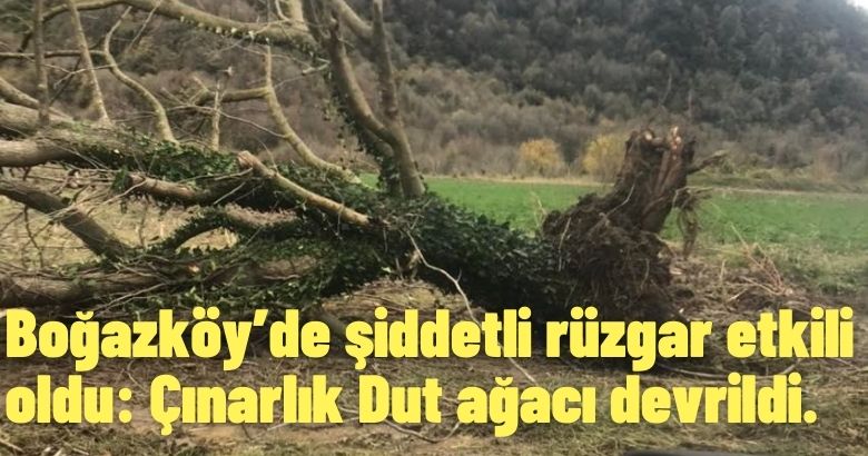  Boğazköy’de şiddetli rüzgar etkili oldu: Çınarlık Dut ağacı devrildi.