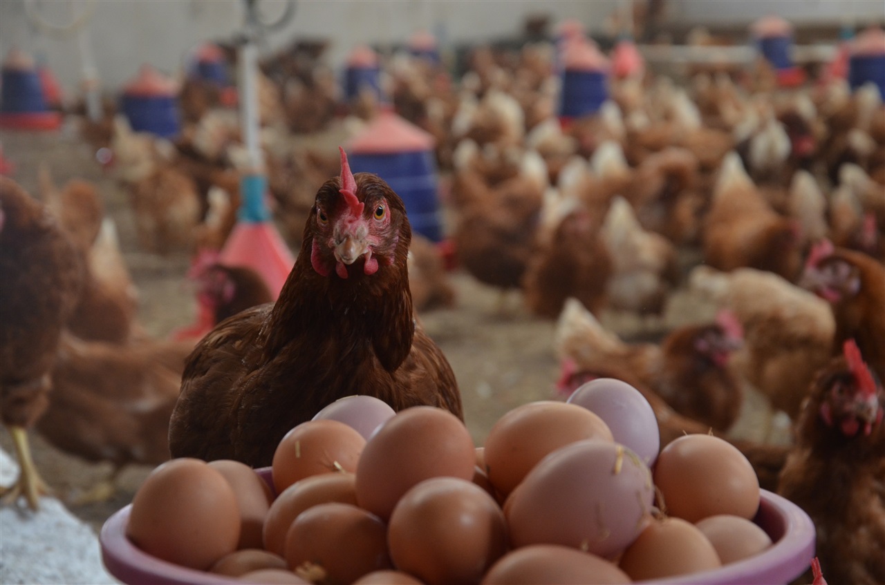 Tavuk eti ve yumurta üretiminde rekora doğru.
