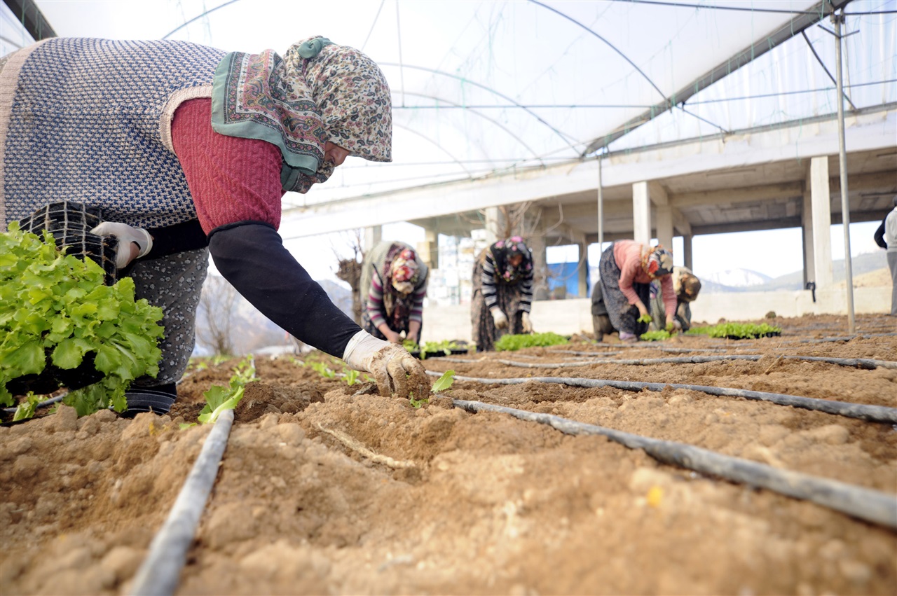 TZOB Genel Başkanı Bayraktar-Tarımın ücretsiz çalışanı kadınlar