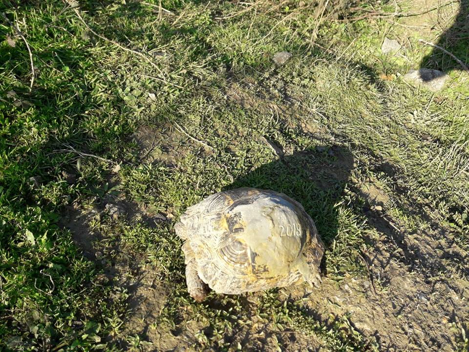 TEDAVİ EDİLEN KAPLUMBAĞA DOĞAL YAŞAM ALANINA SALINDI