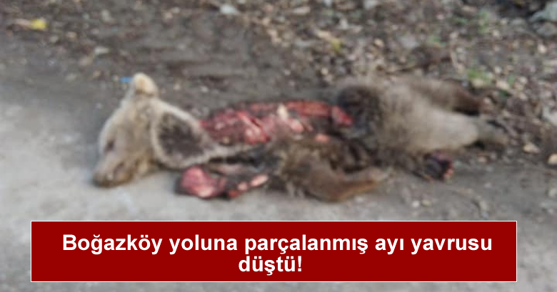 Boğazköy yoluna   parçalanmış ayı yavrusu düştü.