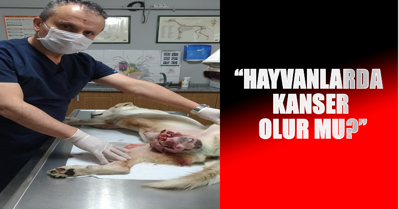 HAYVANLARDA KANSER OLUR MU?