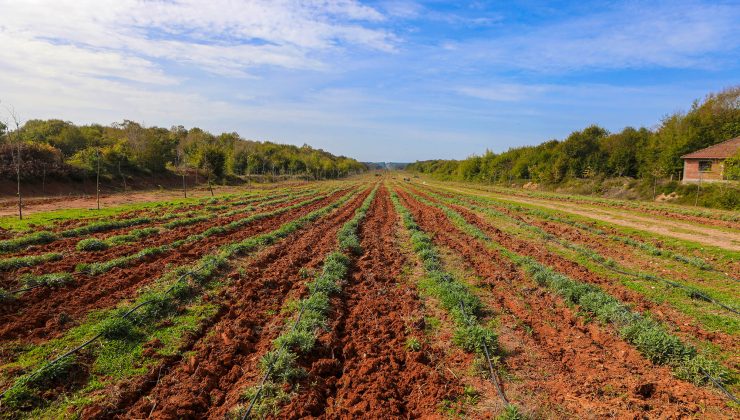 Botanik Vadi’de yılın ikinci adaçayı hasadı yapıldı