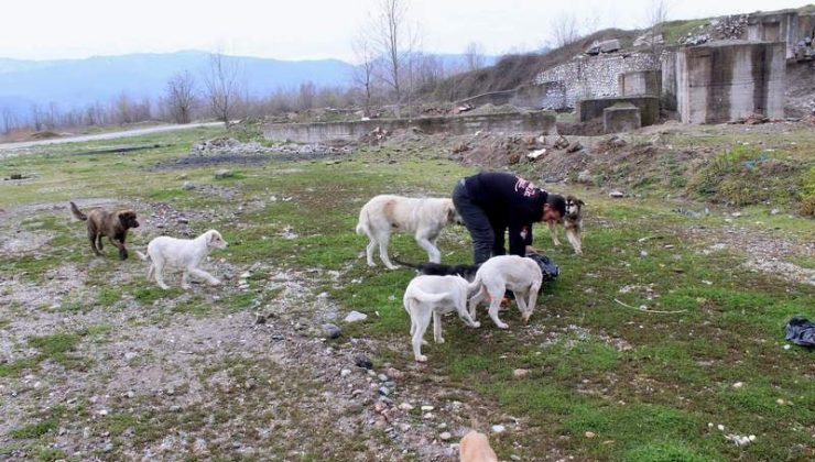 Sokak Köpekleri ile nasıl mücadele edilmeli?