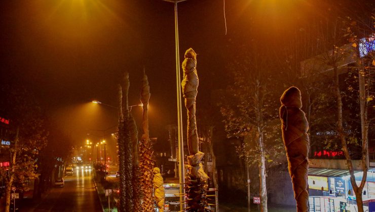 Sakarya’nın süsü palmiyeler kışa hazır