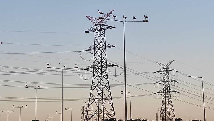 SEDAŞ leyleklerin göç yollarında güvenlik tedbiri alıyor