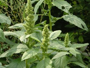 Patates üretimini artıracak projeye TÜBİTAK desteği