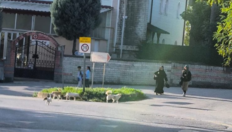 İlçemizde Başıboş Sokak Köpekleri tedirgin etmeye devam ediyor