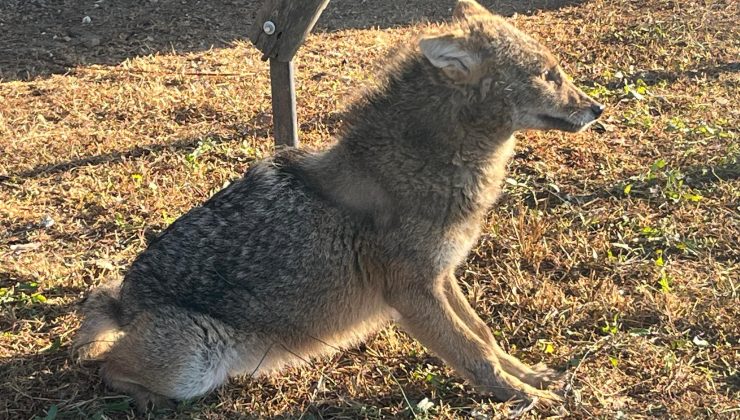 Yaralı “Çakal” Gölya’da tedavide!