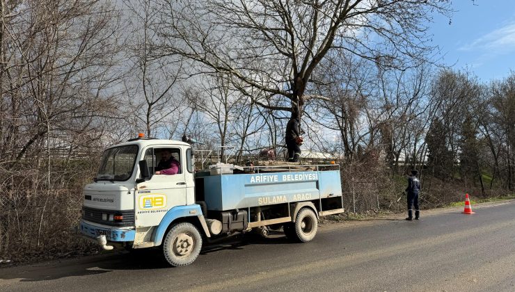 Sağlık Caddesi üzerinde ağaç budama