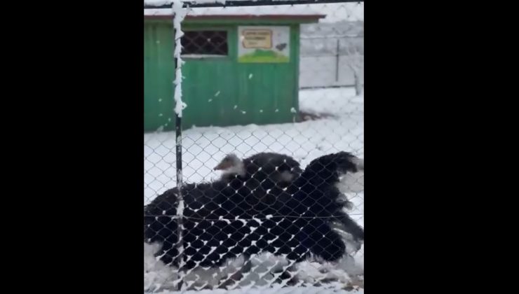 Arifiye’de kar yağışına sadece çocuklar sevinmedi