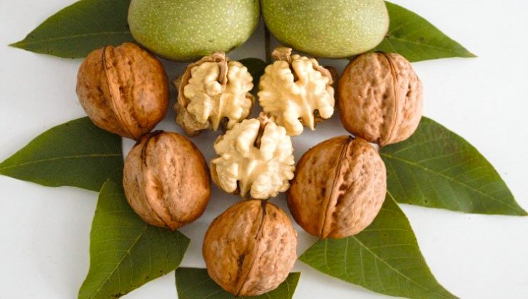 Sapanca Cevizi ‘Coğrafi İşaret Tescili’ aldı