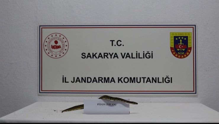 İş yerinde Kraliyet Pitonu ele geçirildi