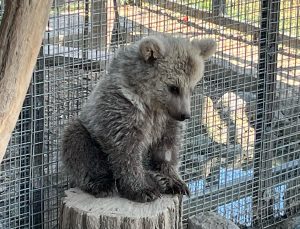 Gölya’nın Yeni Misafiri Erzurum’dan Yavru Boz Ayı oldu.