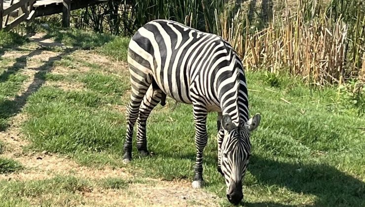 GÖLYA’NIN YENİ MİSAFİRİ: ZEBRA!
