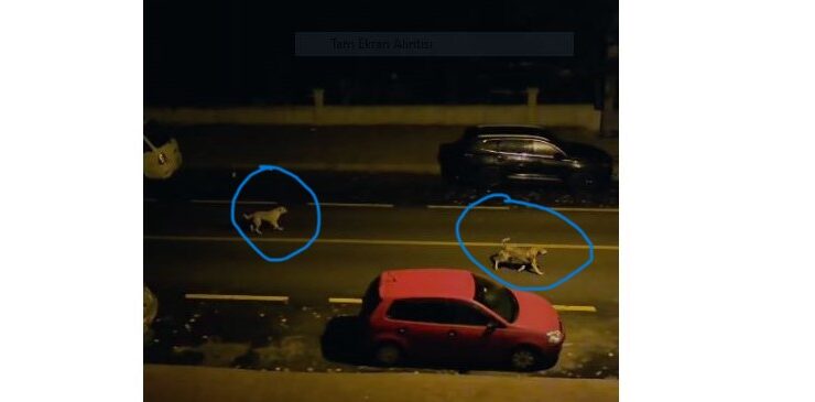 Kibar sokak’ta başıboş sokak köpeklerinden şikayet