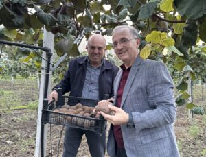 İlçemizde Kivi dikimi için teşvik etmişti!