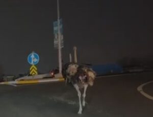 Devekuşu Gölya’dan mı kaçtı?