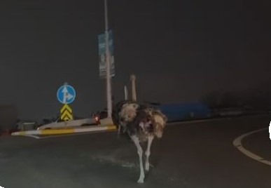 Devekuşu Gölya’dan mı kaçtı?