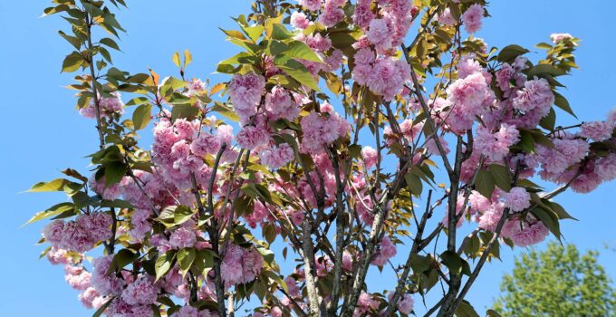 Sakura ağaçları şehri görsel bir şölene dönüştürdü