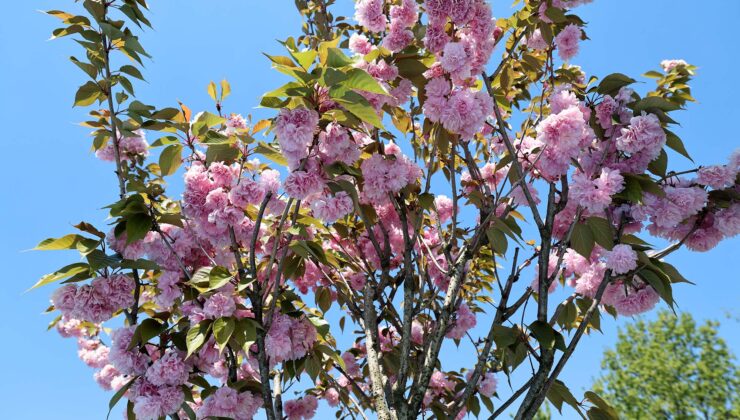 Sakura ağaçları şehri görsel bir şölene dönüştürdü