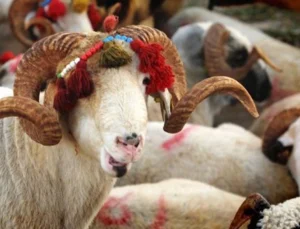 MÜBAREK KURBAN BAYRAMI