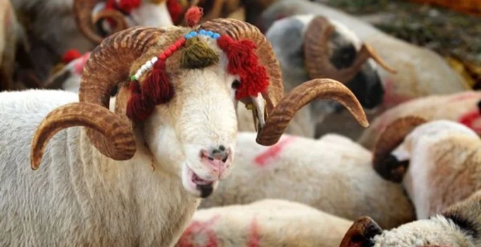 MÜBAREK KURBAN BAYRAMI