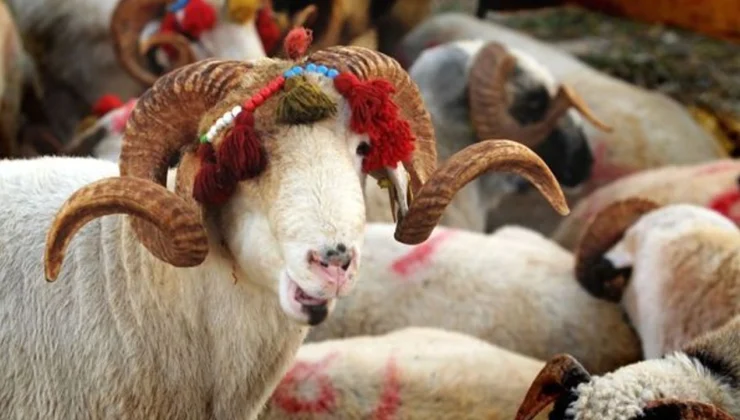 MÜBAREK KURBAN BAYRAMI