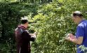 Kahverengi Kokarcaya Karşı Biyolojik Mücadele Arifiye’de Sürüyor!