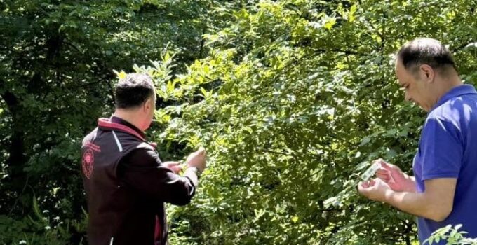 Kahverengi Kokarcaya Karşı Biyolojik Mücadele Arifiye’de Sürüyor!